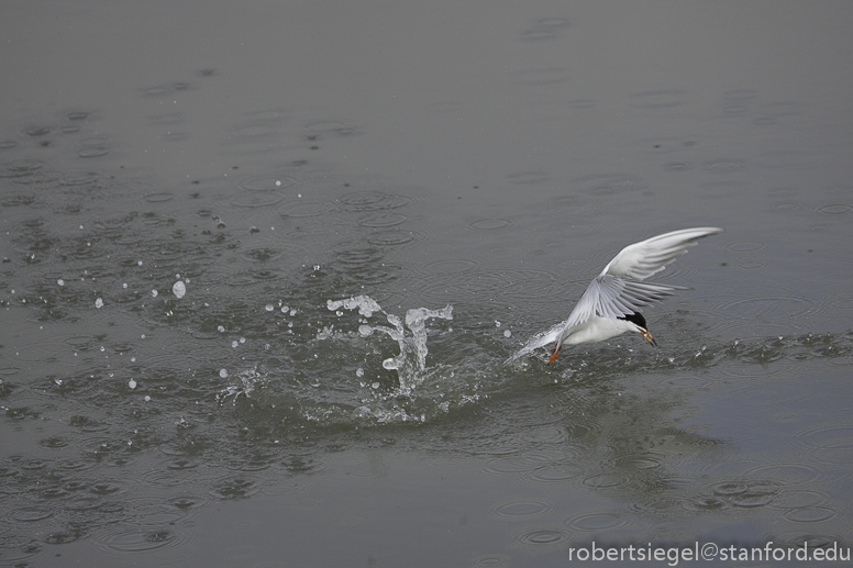 forster's tern